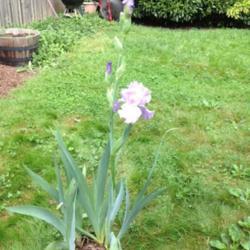 Location: In my garden, Falls Church, VA
Date: 2017-05-27
Iris is in a pot