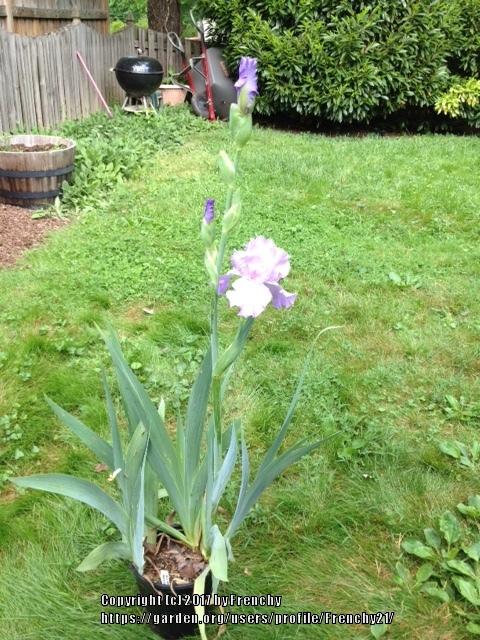 Photo of Tall Bearded Iris (Iris 'Mary Frances') uploaded by Frenchy21