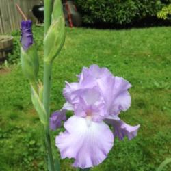 Location: In my garden, Falls Church, VA
Date: 2017-05-27
Bloom with bud