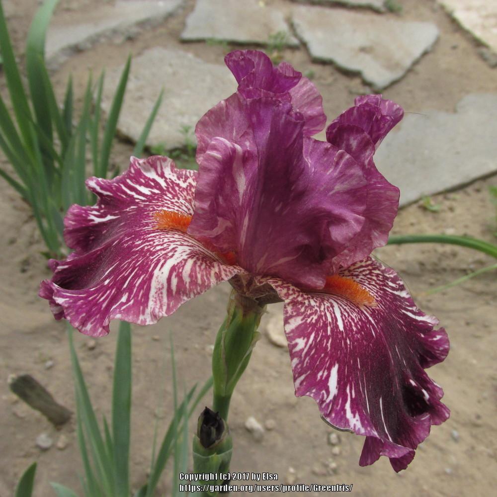 Photo of Tall Bearded Iris (Iris 'Peekaboo Zebu') uploaded by GreenIris