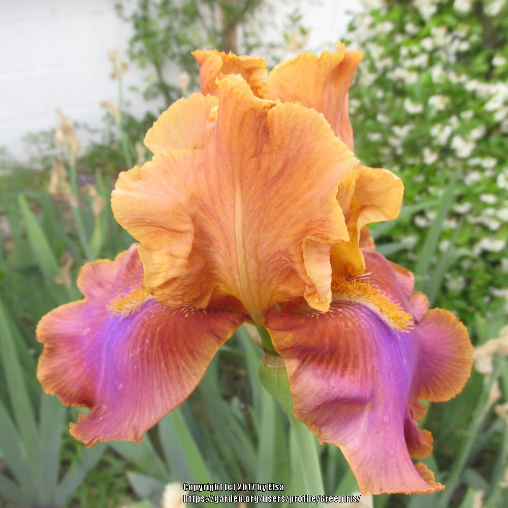 Photo of Tall Bearded Iris (Iris 'Pheasant Feathers') uploaded by GreenIris
