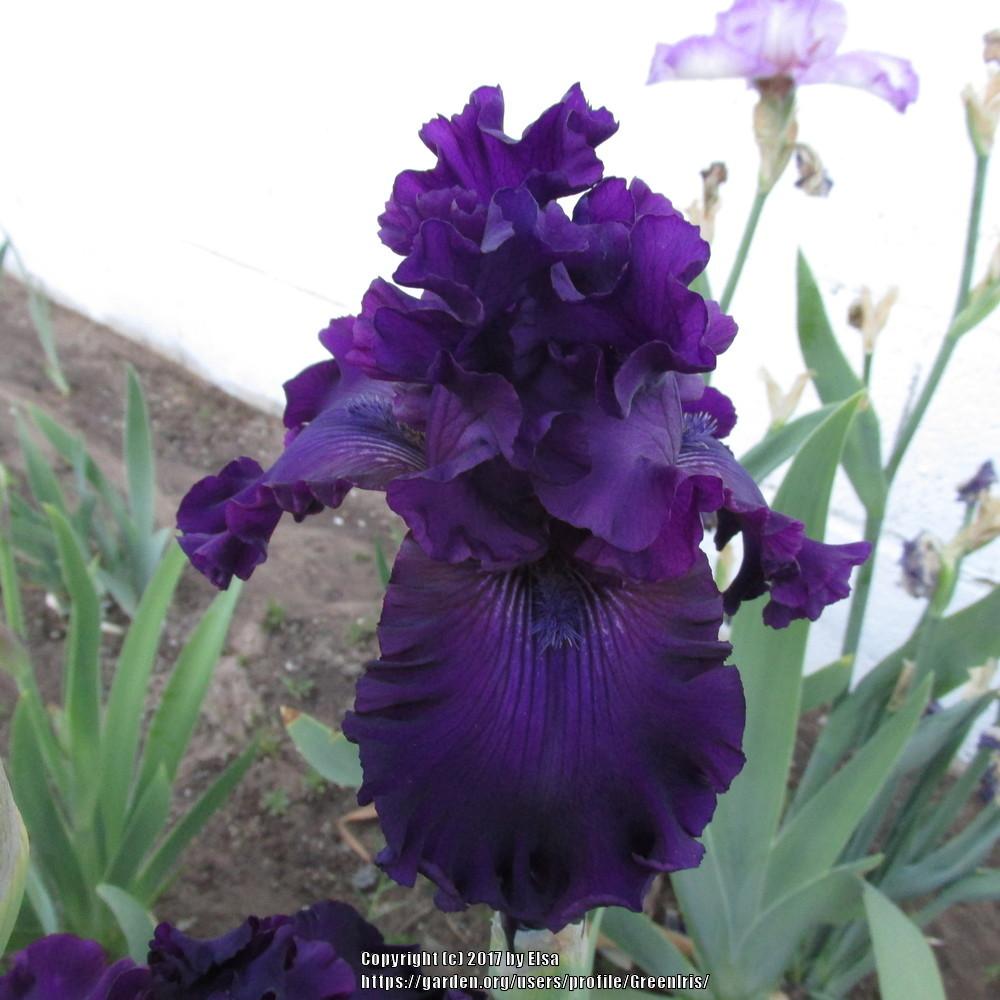Photo of Tall Bearded Iris (Iris 'Plum Poodle') uploaded by GreenIris