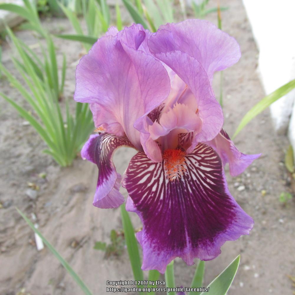 Photo of Tall Bearded Iris (Iris 'Plum Pretty Whiskers') uploaded by GreenIris