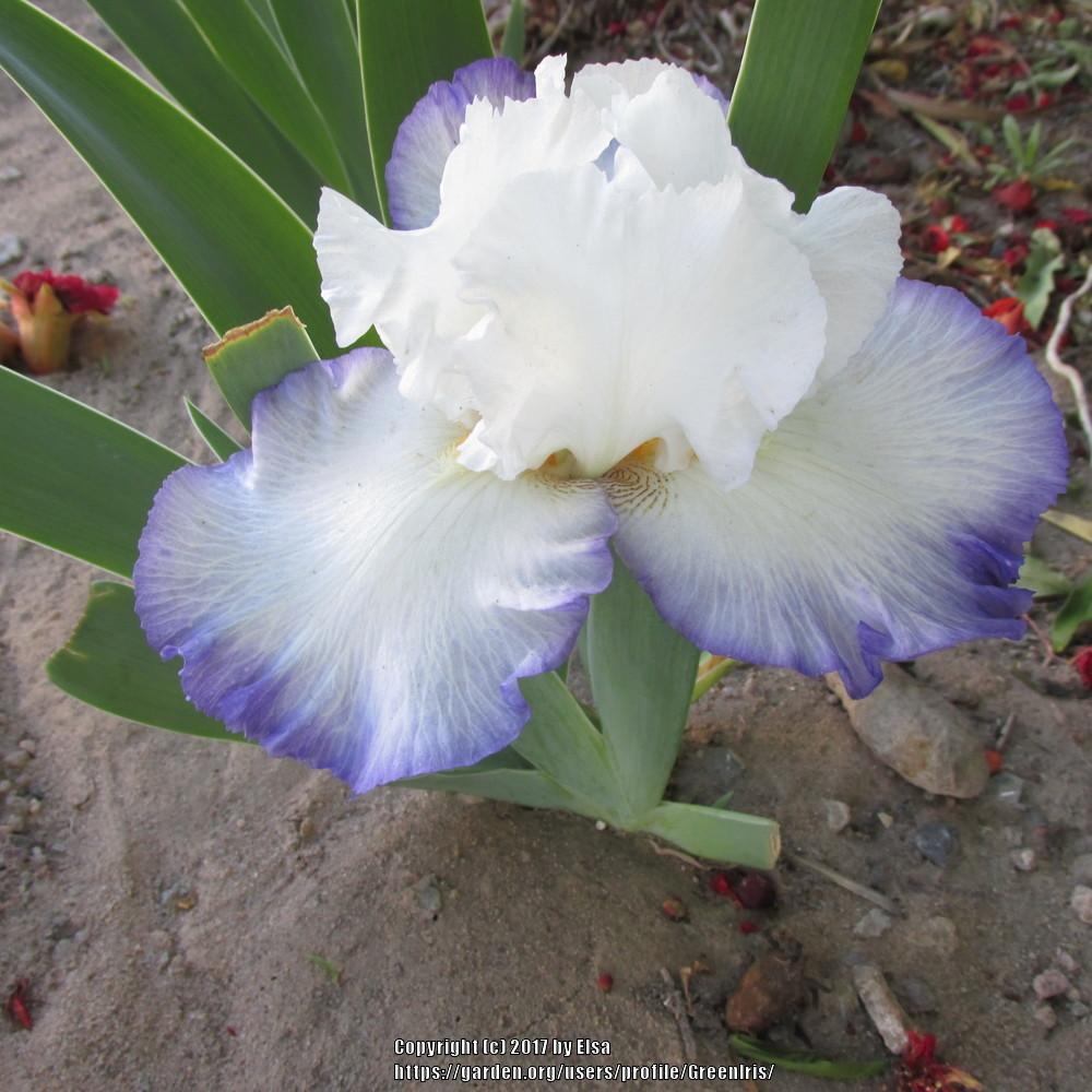 Photo of Tall Bearded Iris (Iris 'Queen's Circle') uploaded by GreenIris