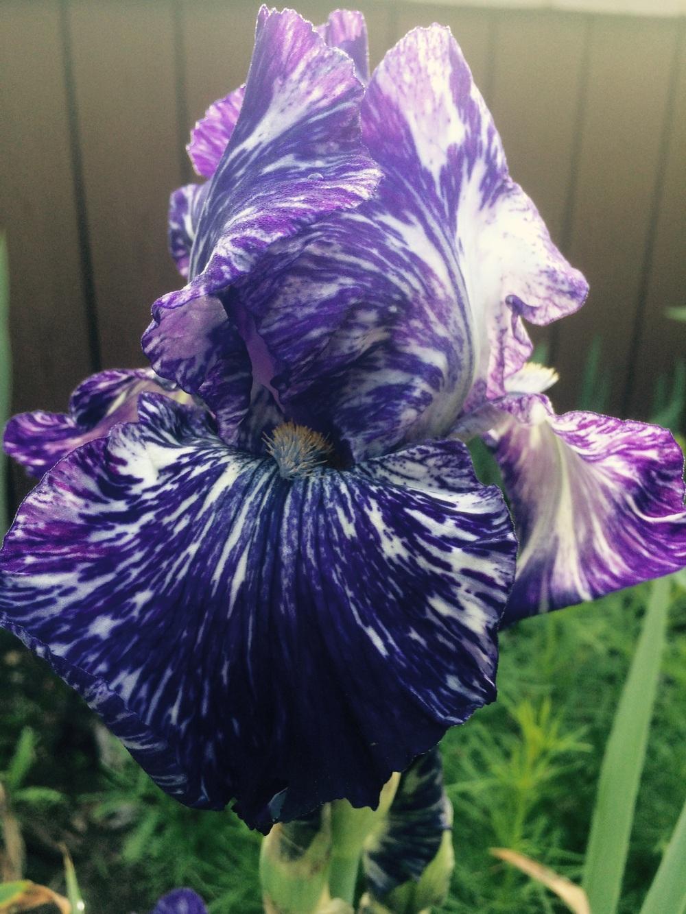 Photo of Border Bearded Iris (Iris 'Batik') uploaded by Lbsmitty