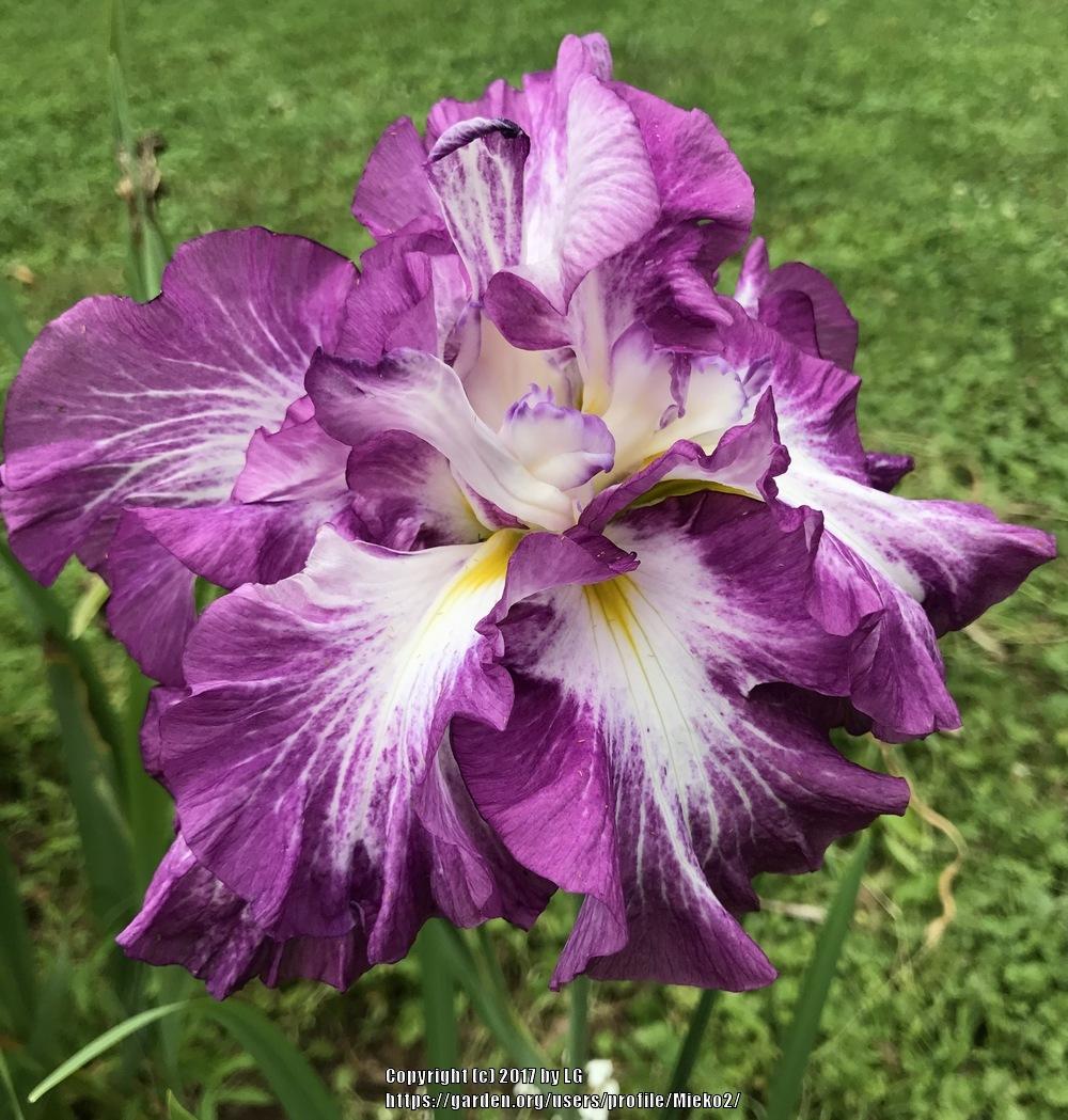 Photo of Japanese Iris (Iris ensata 'Lion King') uploaded by Mieko2