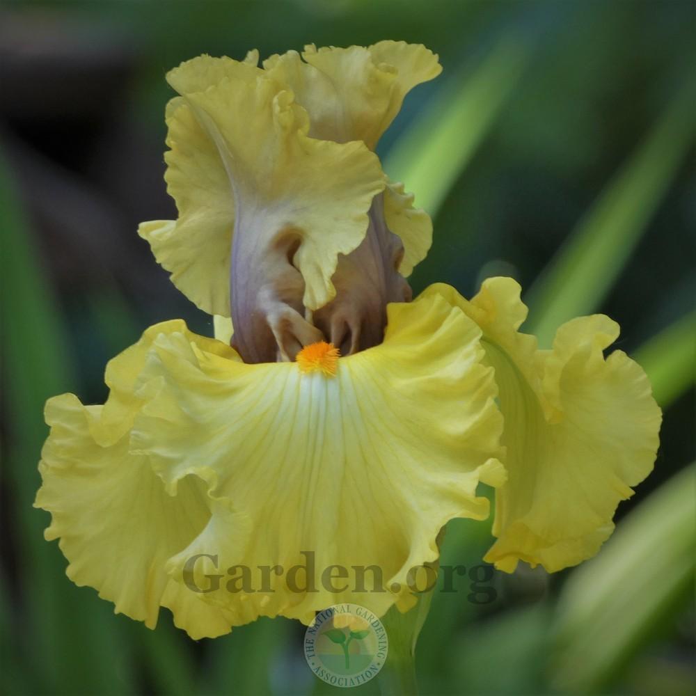 Photo of Tall Bearded Iris (Iris 'Idle Rich') uploaded by Patty