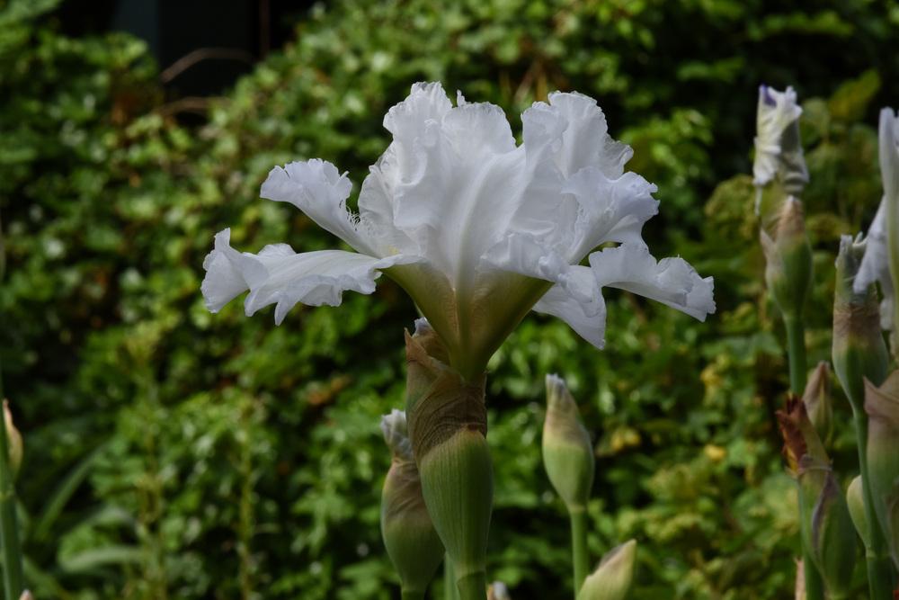 Photo of Tall Bearded Iris (Iris 'Mesmerizer') uploaded by cliftoncat