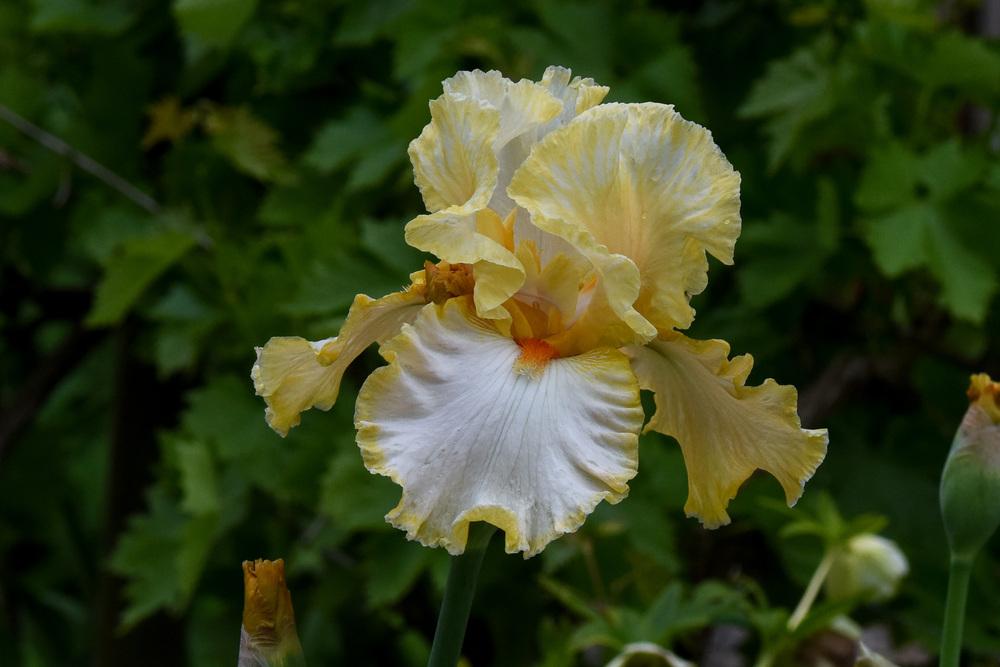 Photo of Tall Bearded Iris (Iris 'Champagne Waltz') uploaded by cliftoncat