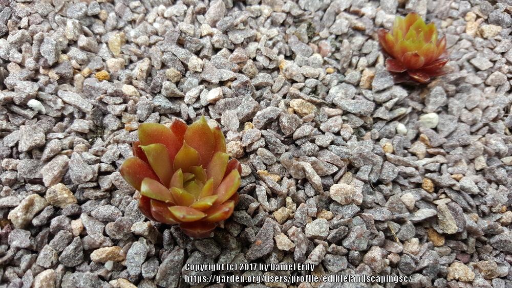 Photo of Hen and Chicks (Sempervivum 'Jeepers Creepers') uploaded by ediblelandscapingsc