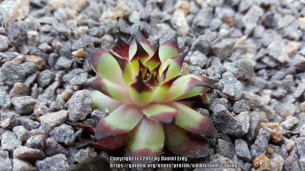 Photo of Hen and Chicks (Sempervivum 'Nachtmelodie') uploaded by ediblelandscapingsc