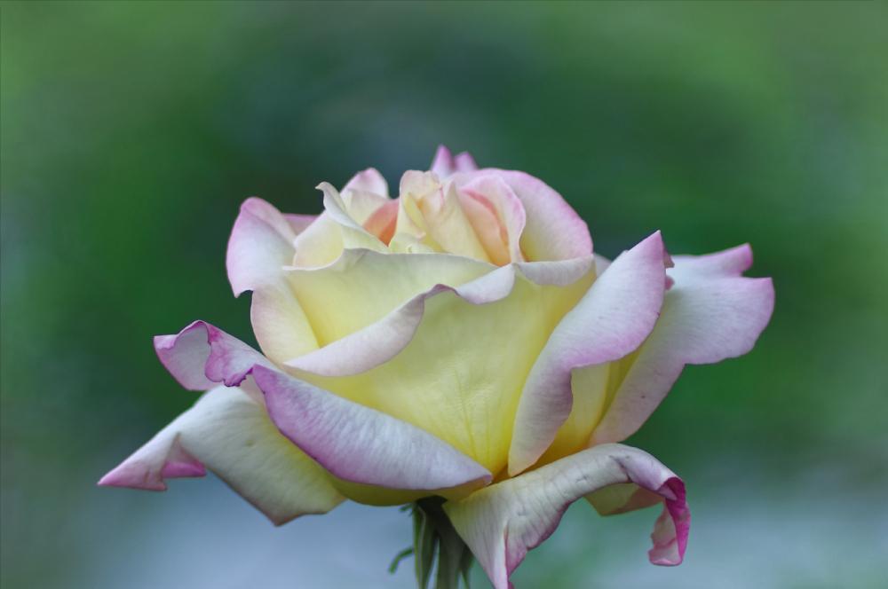 Photo of Hybrid Tea Rose (Rosa 'Peace') uploaded by evermorelawnless
