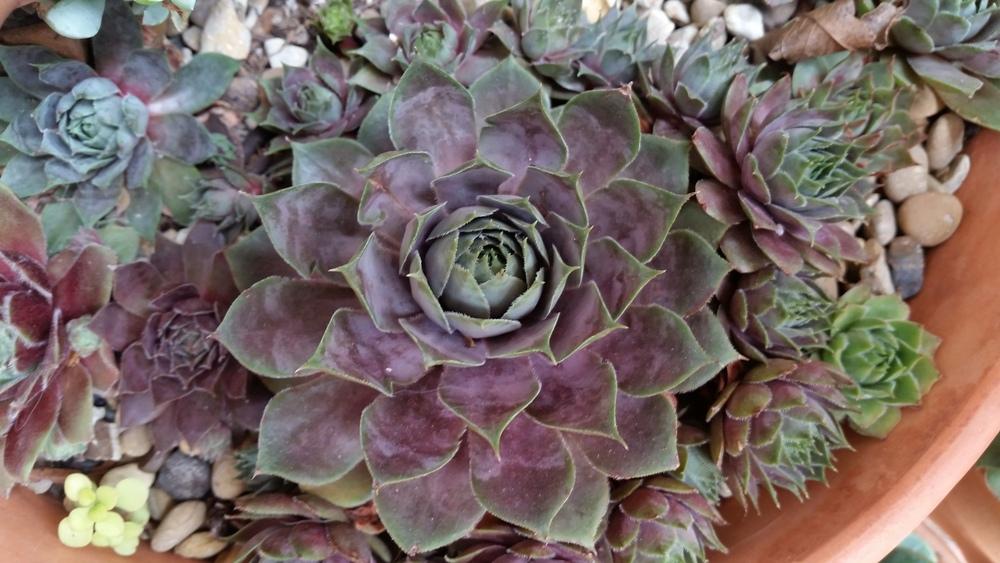Photo of Hen and Chicks (Sempervivum 'Red Heart') uploaded by javaMom