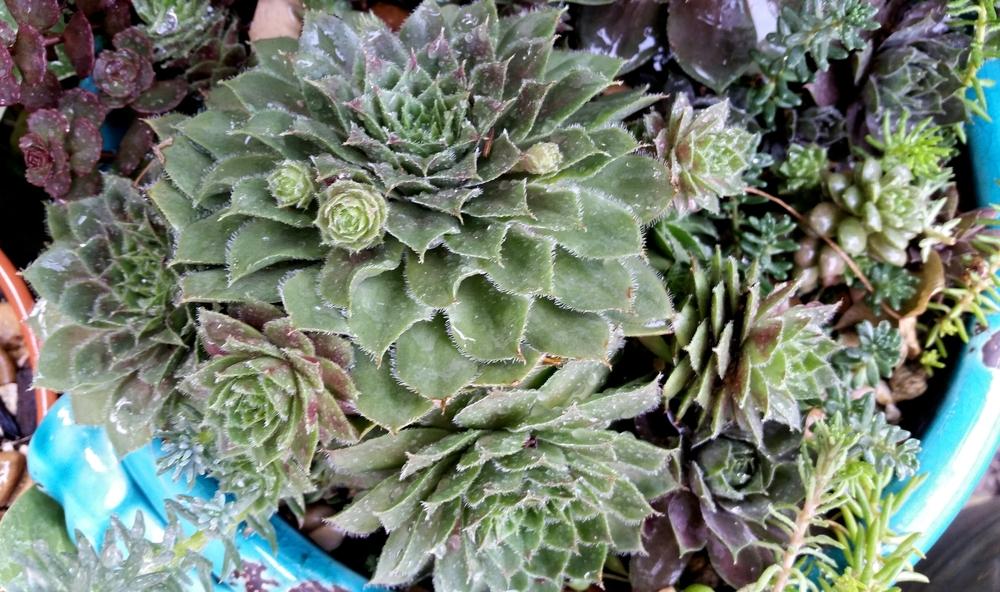 Photo of Hen and Chicks (Sempervivum 'Red Robin') uploaded by javaMom