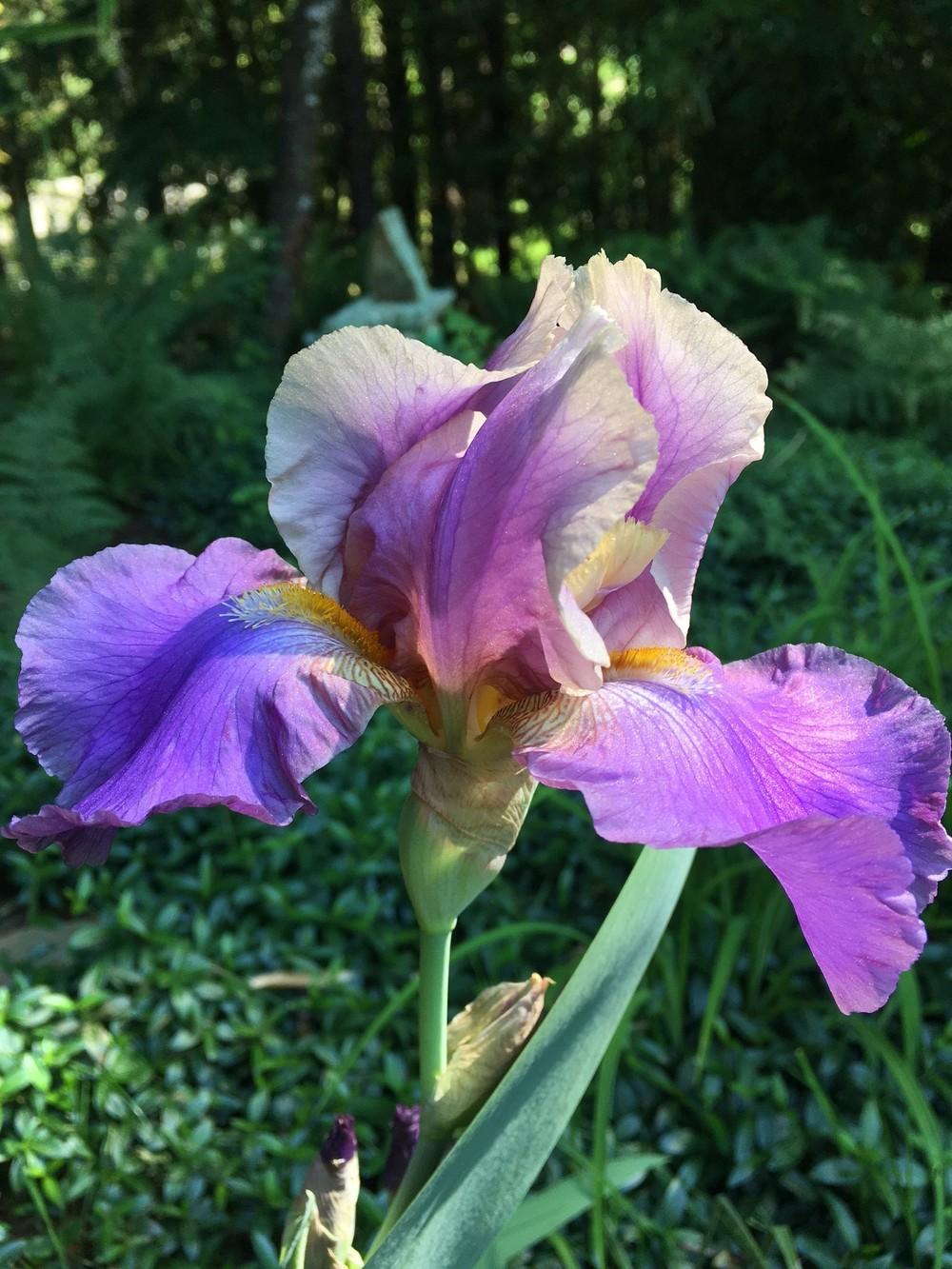 Photo of Tall Bearded Iris (Iris 'Kevin's Theme') uploaded by lharvey16