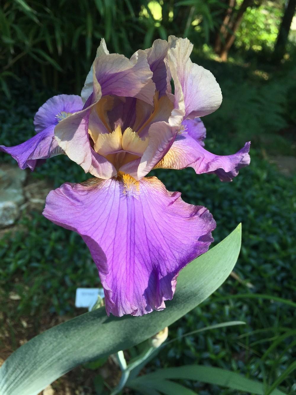 Photo of Tall Bearded Iris (Iris 'Kevin's Theme') uploaded by lharvey16