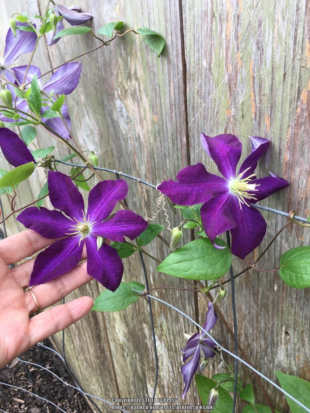 Photo of Clematis 'Jackmanii Superba' uploaded by piksihk