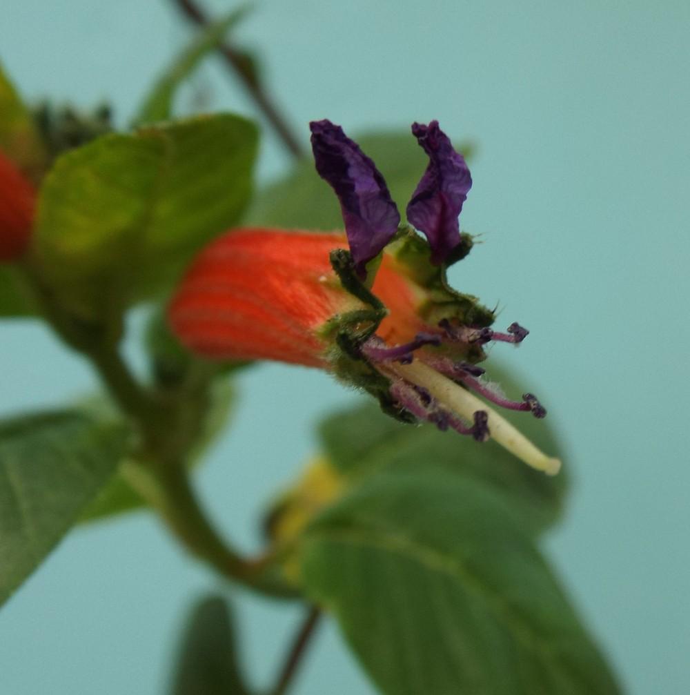 Photo of Schumann’s Cuphea (Cuphea schumannii) uploaded by poisondartfrog