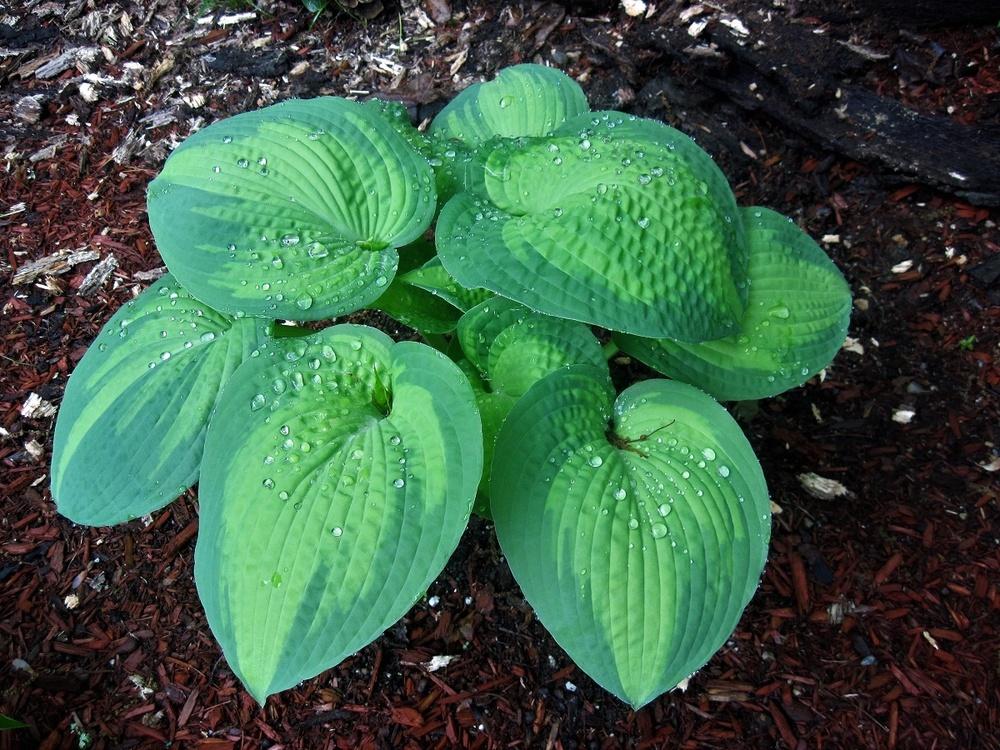 Photo of Hosta 'Brother Stefan' uploaded by robertduval14