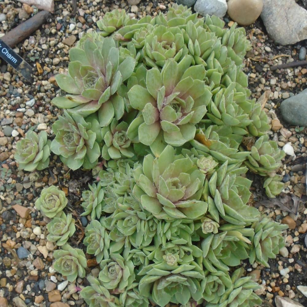Photo of Hen and Chicks (Sempervivum 'Pink Charm') uploaded by stilldew