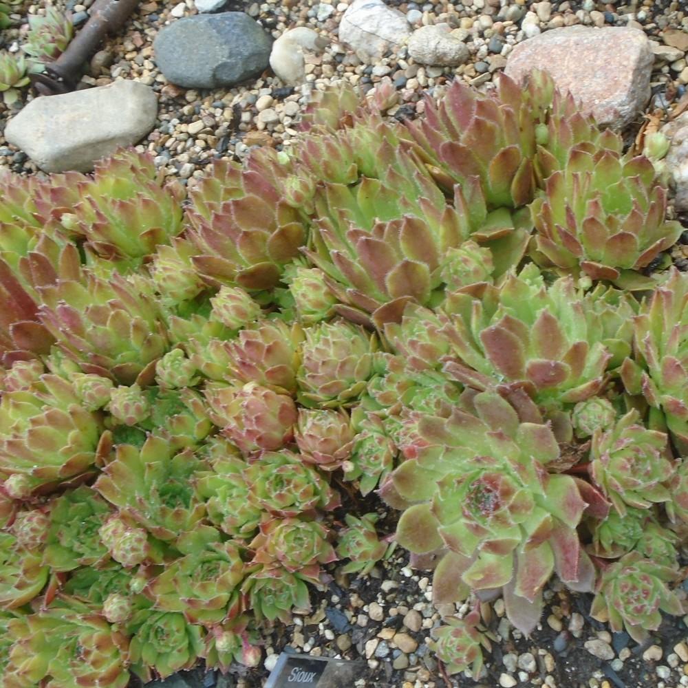 Photo of Hen and Chicks (Sempervivum 'Sioux') uploaded by stilldew
