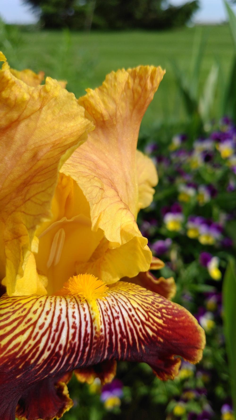 Photo of Tall Bearded Iris (Iris 'Michigan Pride') uploaded by DogsNDaylilies