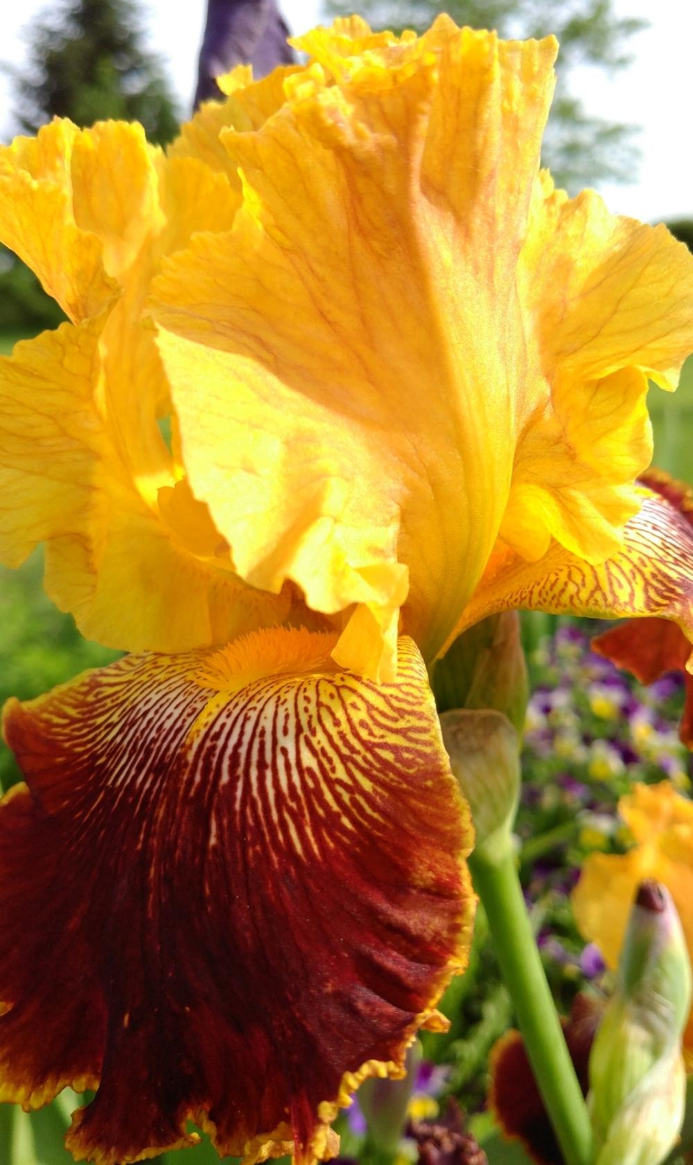 Photo of Tall Bearded Iris (Iris 'Michigan Pride') uploaded by DogsNDaylilies
