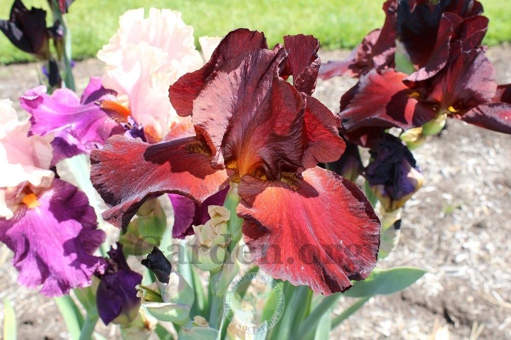 Photo of Tall Bearded Iris (Iris 'Cracklin Burgundy') uploaded by HighdesertNiki
