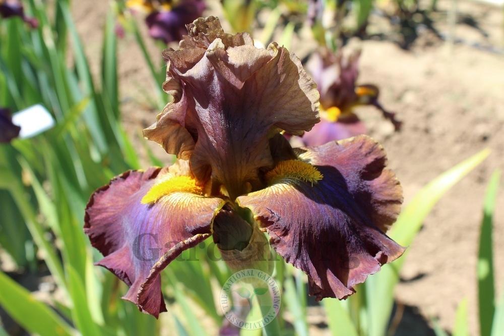 Photo of Tall Bearded Iris (Iris 'Cow Patty') uploaded by HighdesertNiki