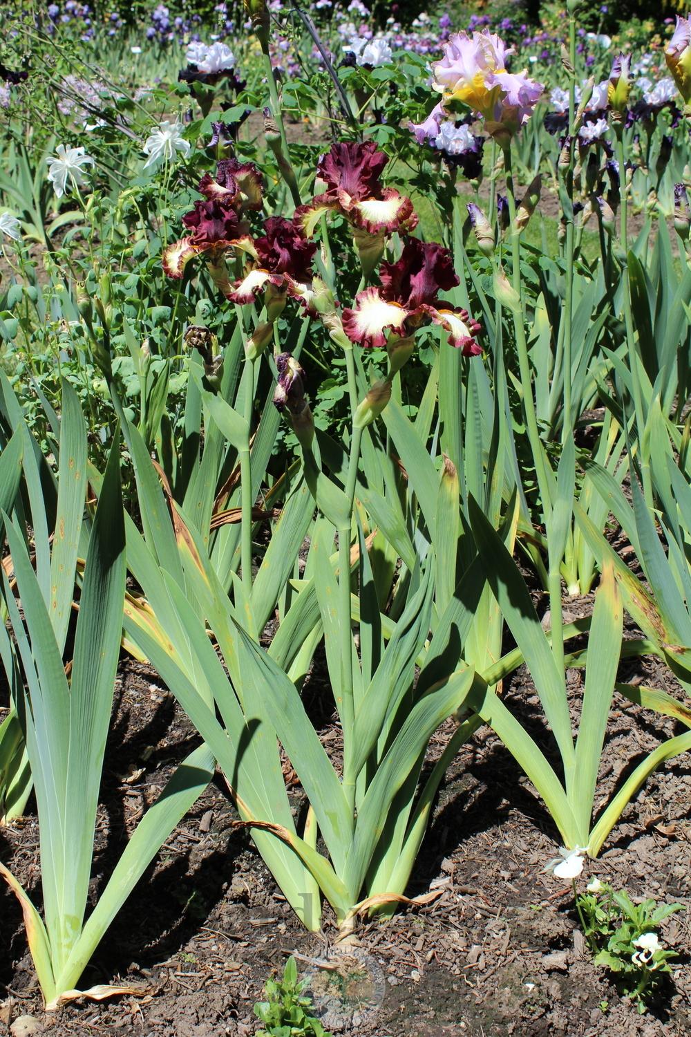 Photo of Tall Bearded Iris (Iris 'Class Ring') uploaded by HighdesertNiki