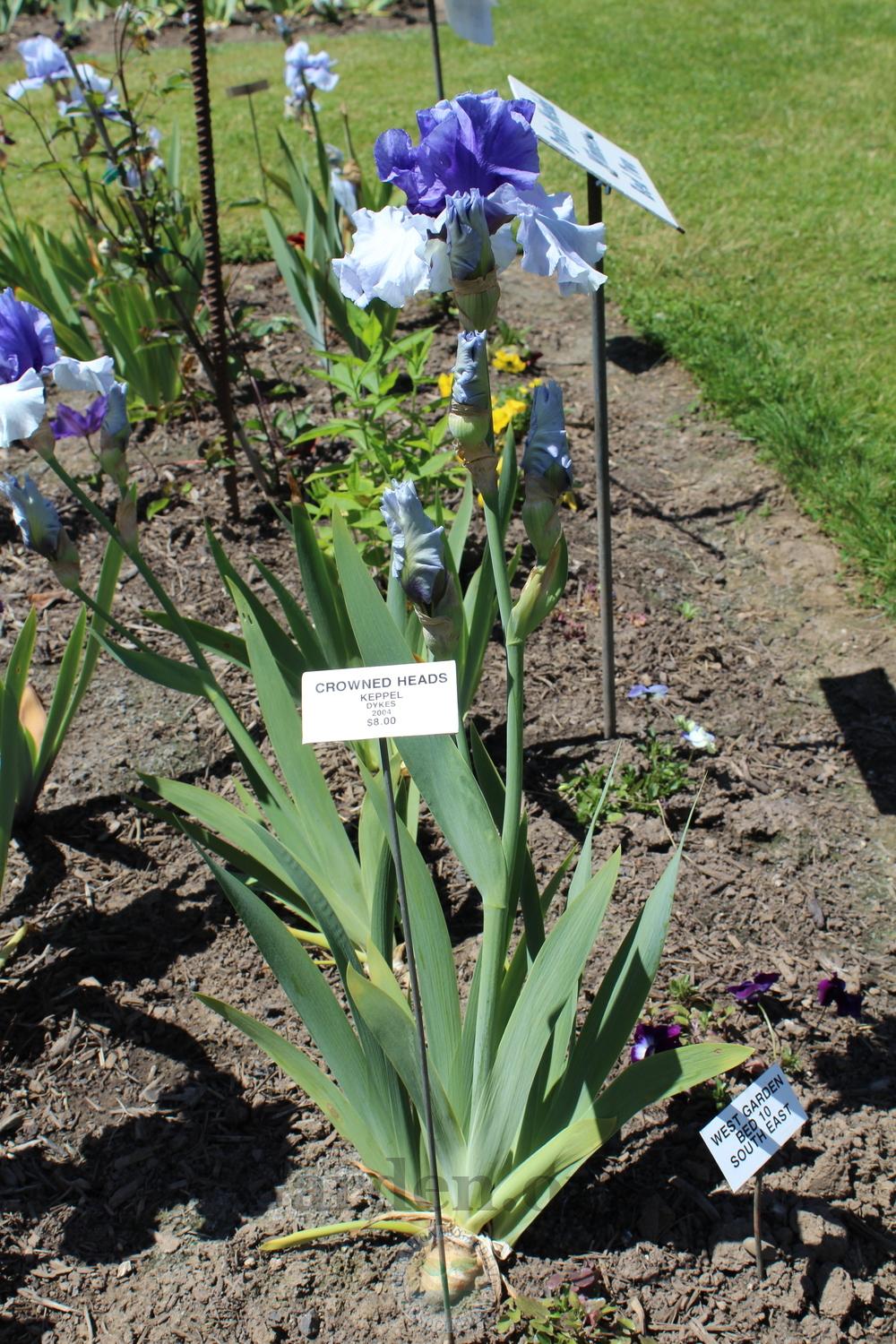 Photo of Tall Bearded Iris (Iris 'Crowned Heads') uploaded by HighdesertNiki