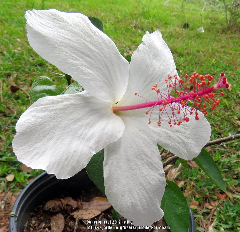 Photo of Punalu'u Rosemallow (Hibiscus arnottianus subsp. punaluuensis) uploaded by Horntoad
