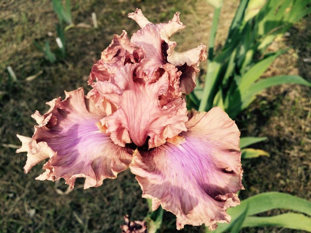 Photo of Tall Bearded Iris (Iris 'Sweetly Sung') uploaded by Lbsmitty