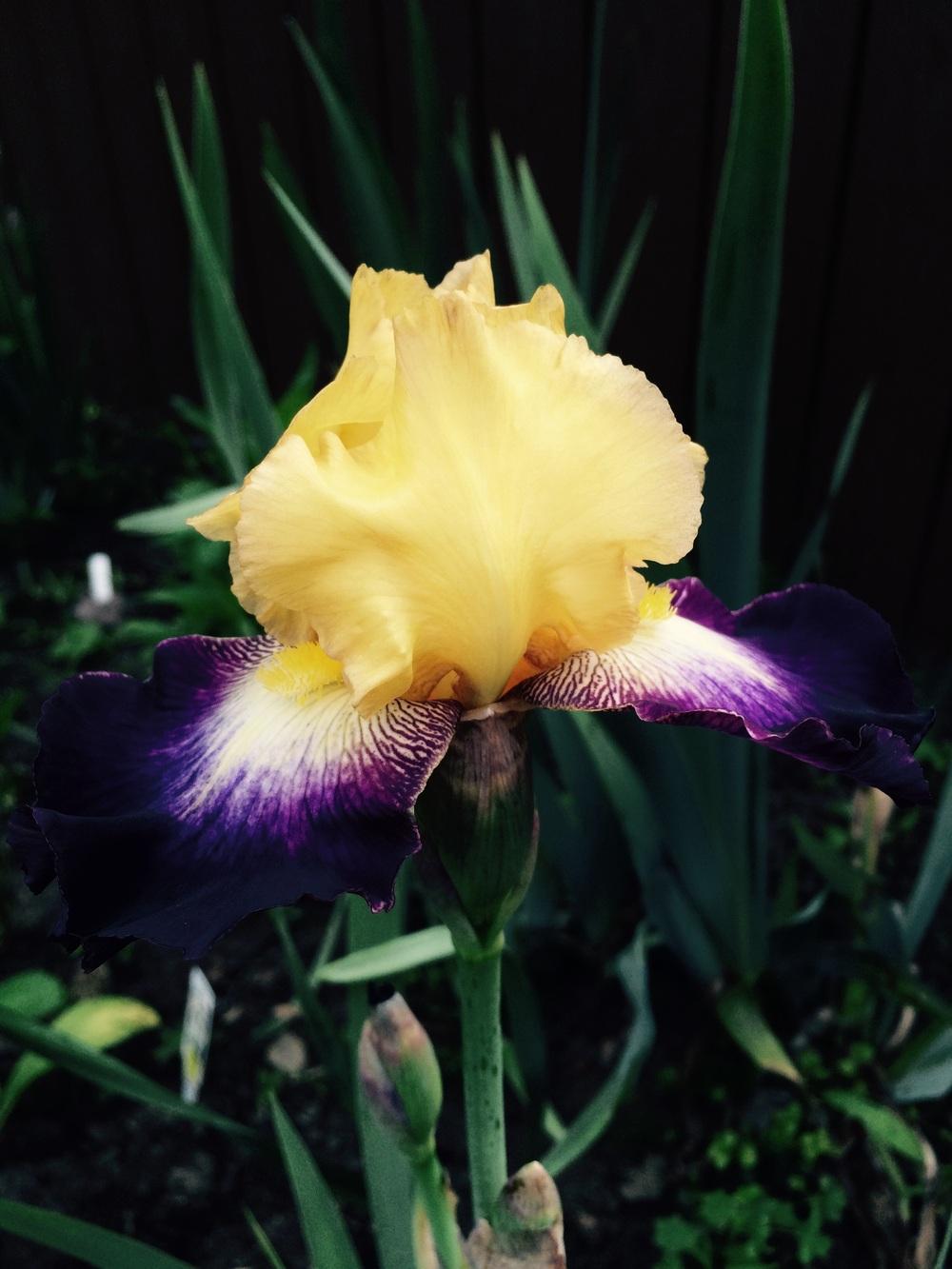 Photo of Border Bearded Iris (Iris 'Go for Bold') uploaded by Lbsmitty