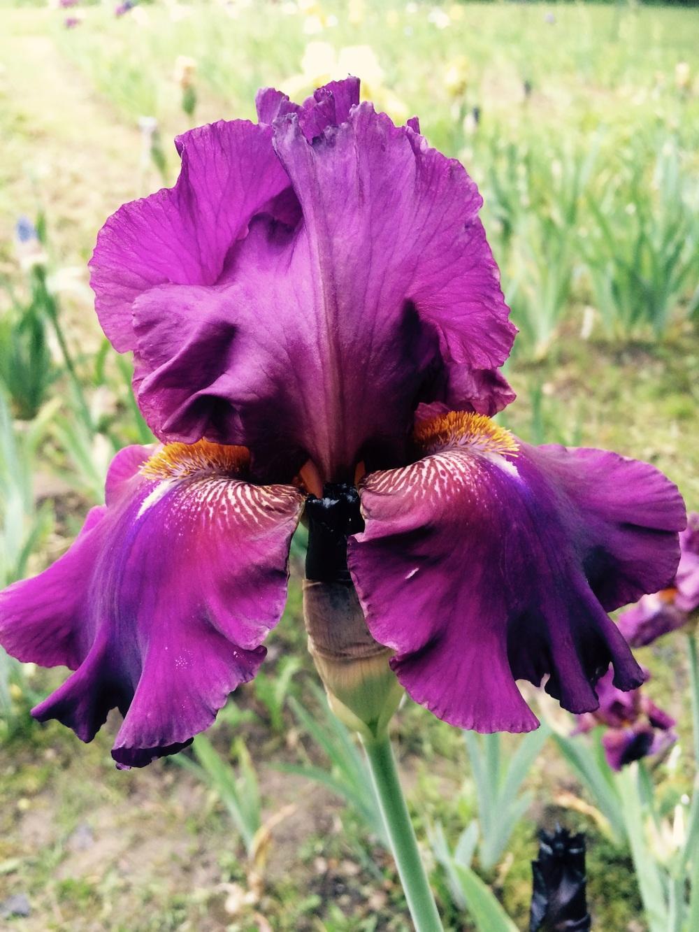 Photo of Tall Bearded Iris (Iris 'Her Royal Highness') uploaded by Lbsmitty