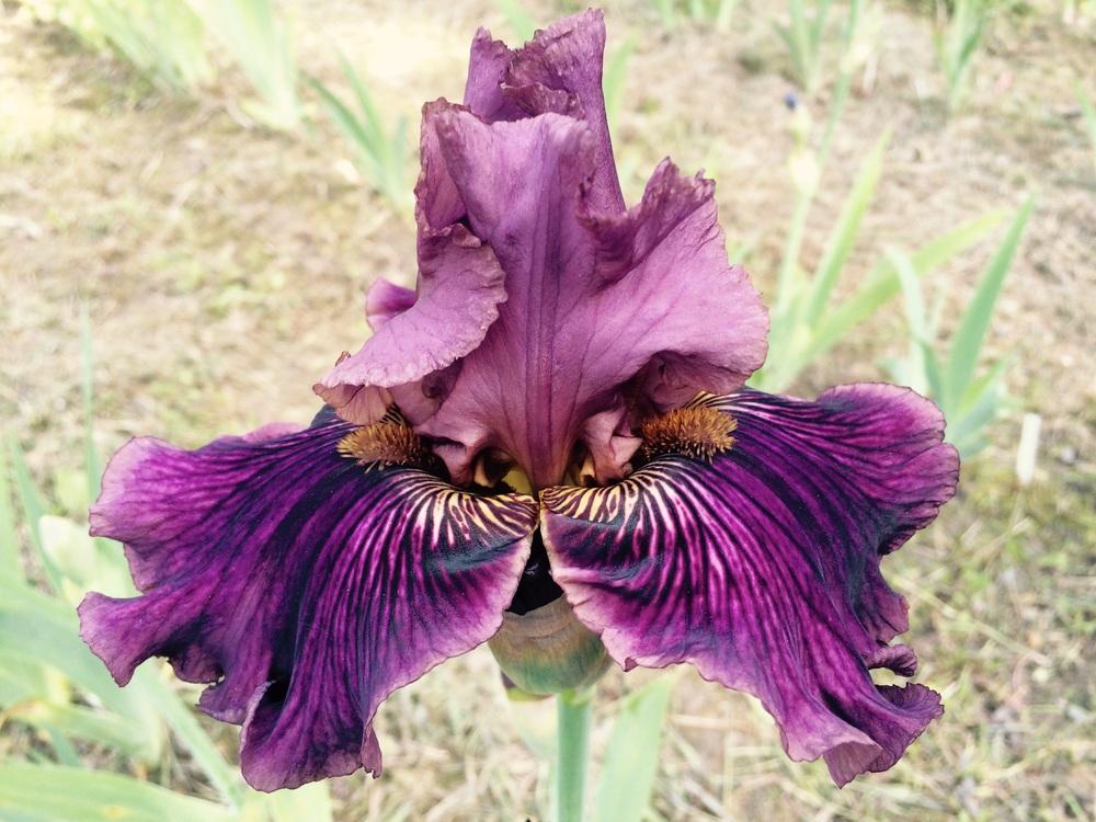 Photo of Tall Bearded Iris (Iris 'Dragon King') uploaded by Lbsmitty