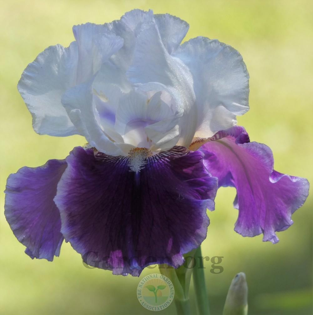 Photo of Tall Bearded Iris (Iris 'Royal Snowcap') uploaded by Patty