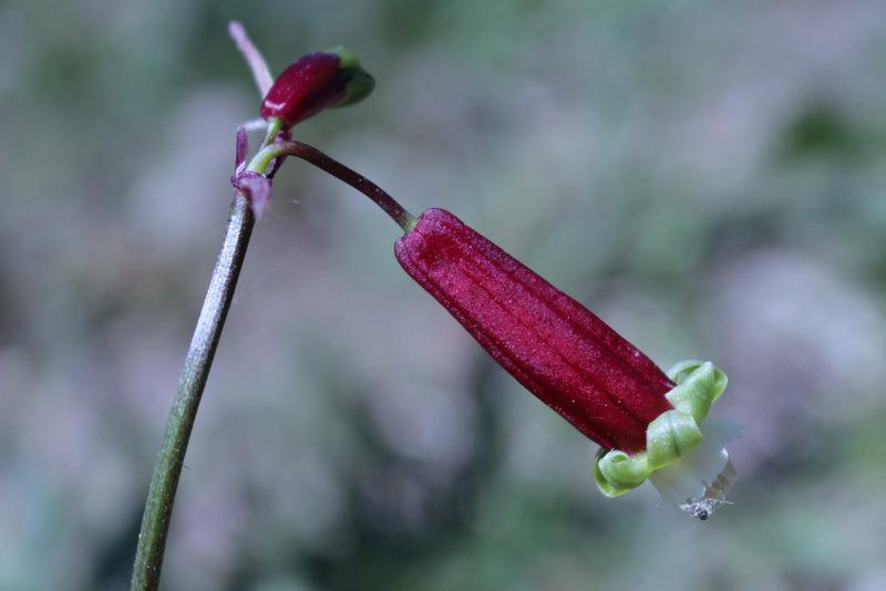 Photo of Firecracker Flower (Dichelostemma ida-maia) uploaded by RuuddeBlock