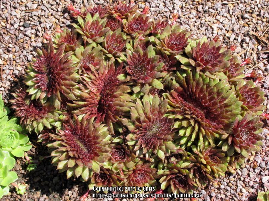 Photo of Hens and Chicks (Sempervivum 'Solist II') uploaded by goldfinch4