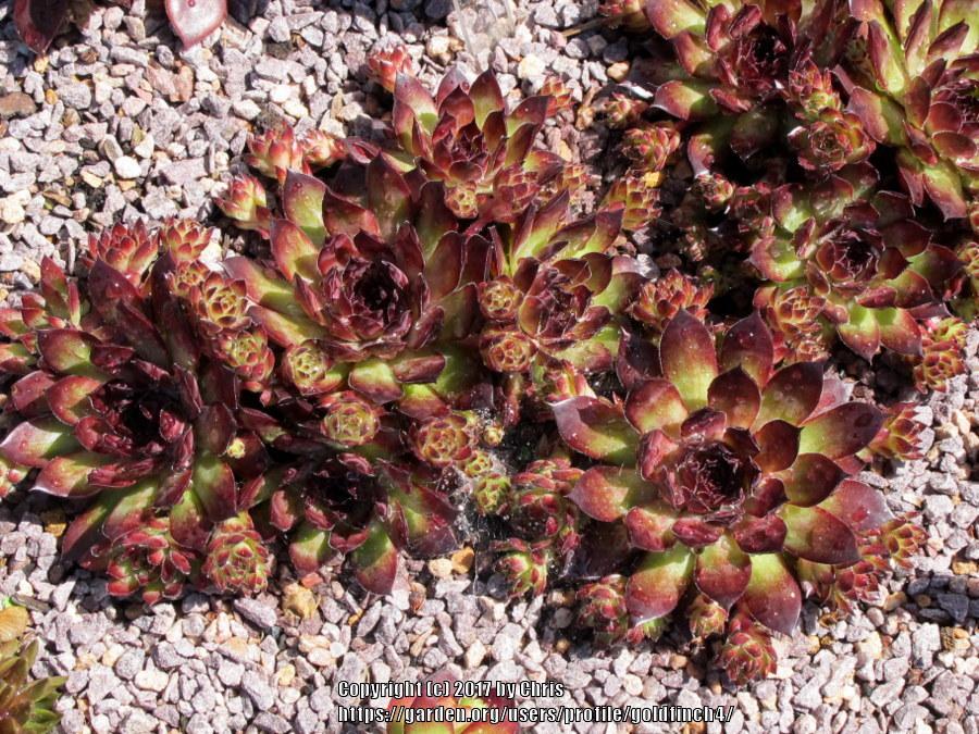 Photo of Hen and Chicks (Sempervivum 'Dynamo') uploaded by goldfinch4