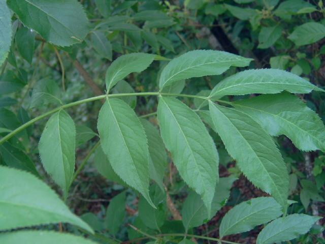 Photo of Elderberry (Sambucus nigra) uploaded by pod