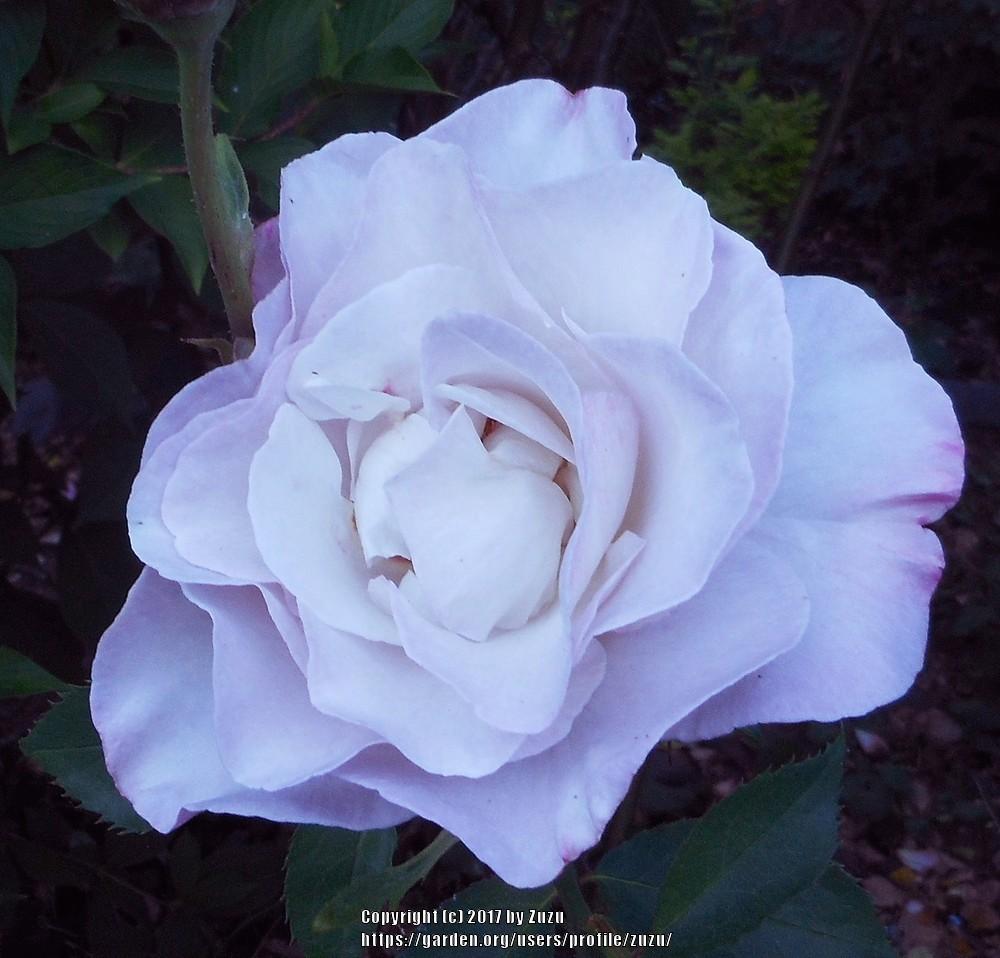 Photo of Rose (Rosa 'Cologne') uploaded by zuzu