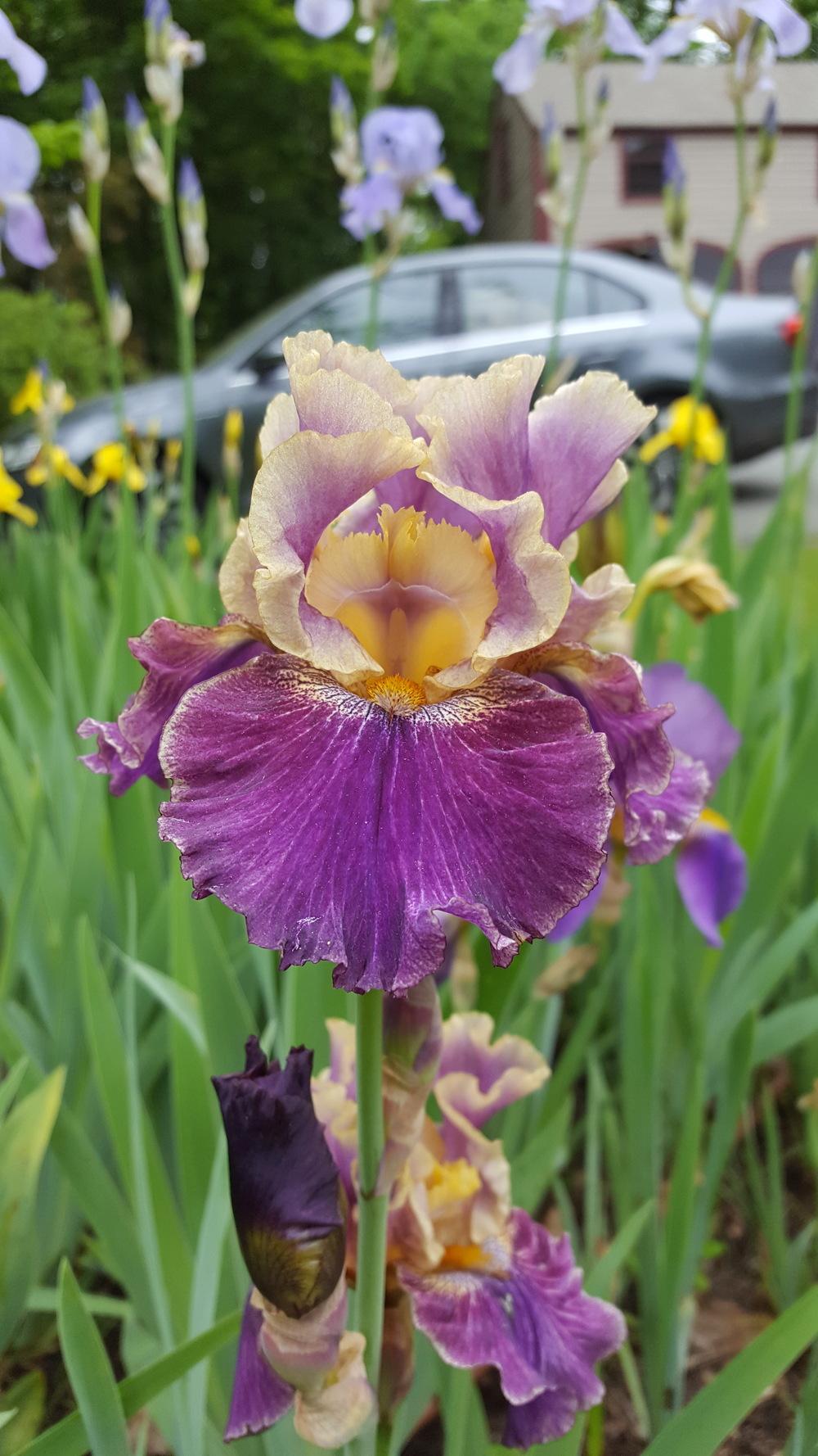 Photo of Tall Bearded Iris (Iris 'Let's Be Friends') uploaded by Dachsylady86