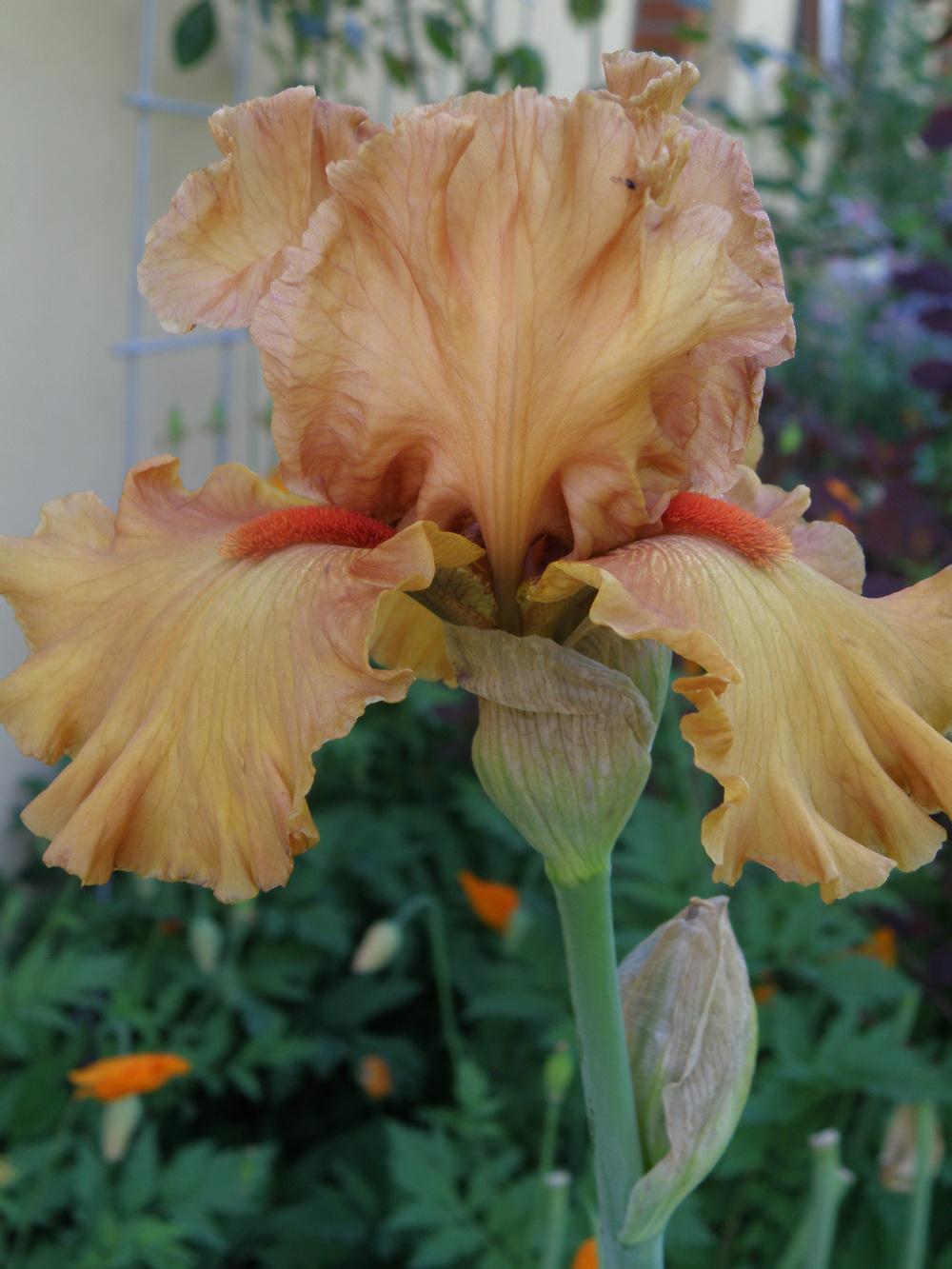 Photo of Tall Bearded Iris (Iris 'Game Plan') uploaded by IrisLilli