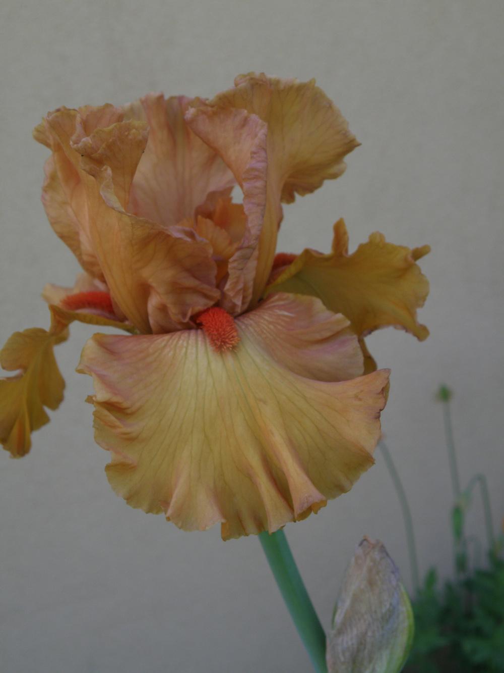 Photo of Tall Bearded Iris (Iris 'Game Plan') uploaded by IrisLilli