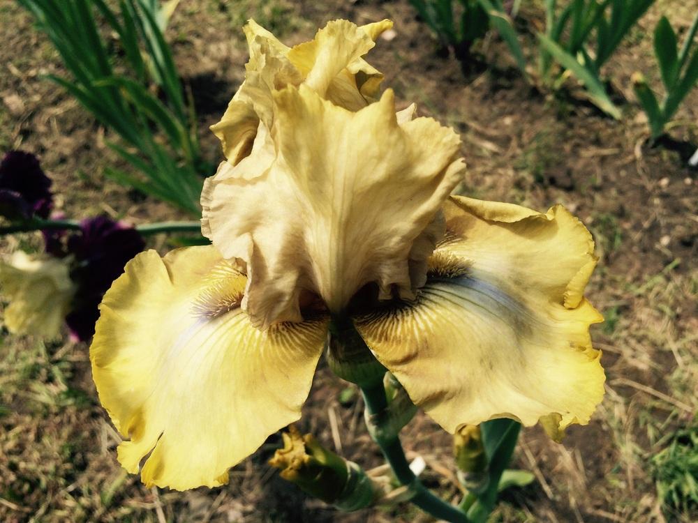 Photo of Tall Bearded Iris (Iris 'County Cork') uploaded by Lbsmitty