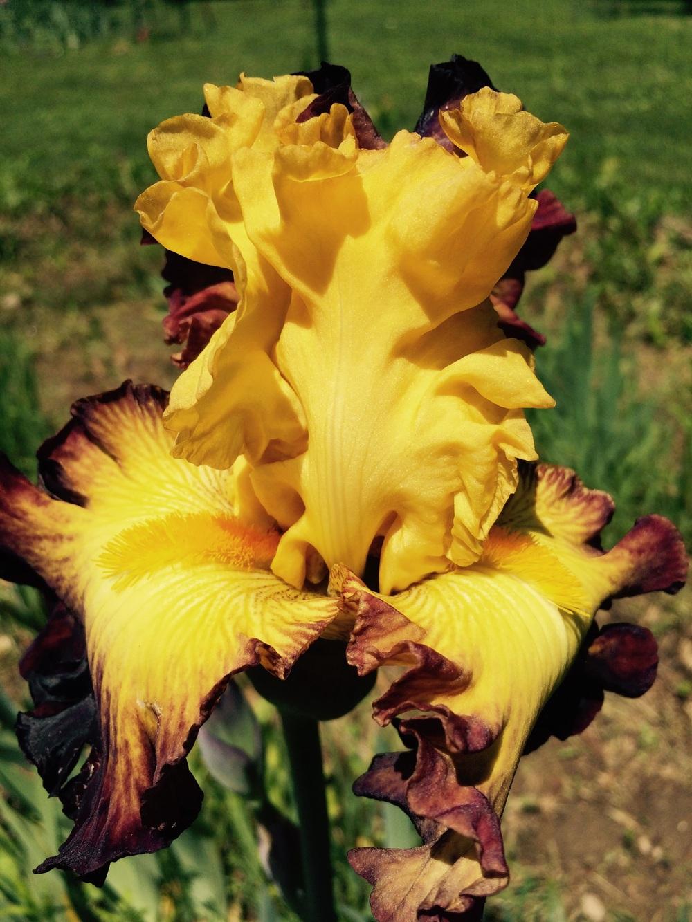 Photo of Tall Bearded Iris (Iris 'Summer Shadow') uploaded by Lbsmitty