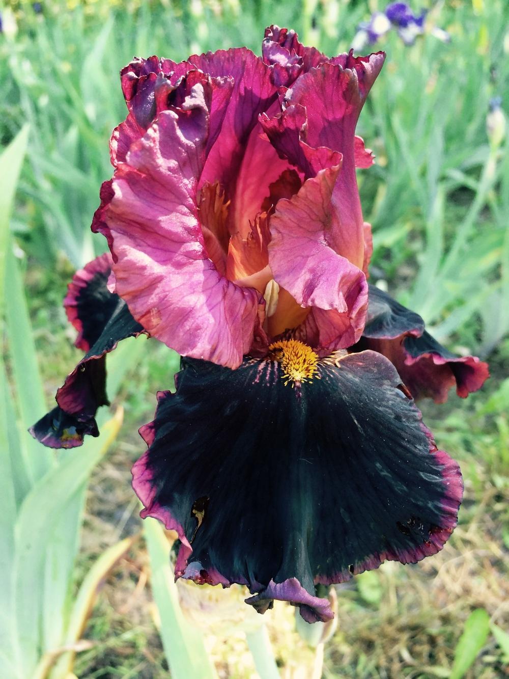 Photo of Tall Bearded Iris (Iris 'Strozzapreti') uploaded by Lbsmitty
