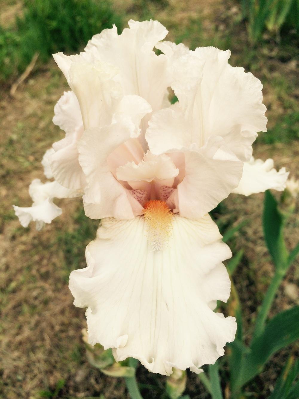 Photo of Tall Bearded Iris (Iris 'H. C. Stetson') uploaded by Lbsmitty
