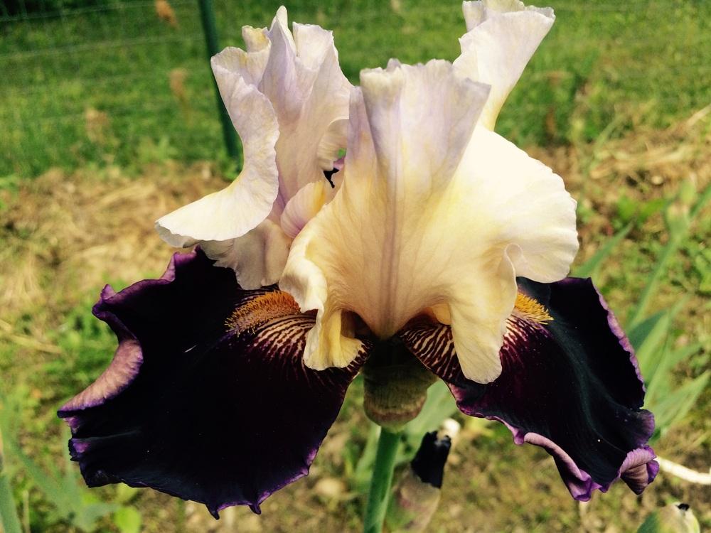 Photo of Tall Bearded Iris (Iris 'Fashion Passion') uploaded by Lbsmitty